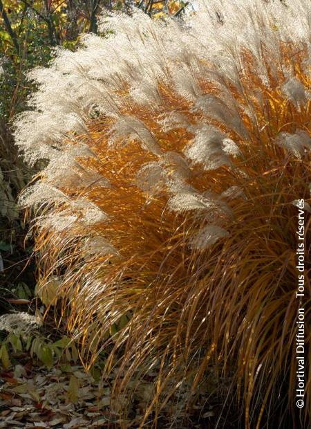 MISCANTHUS sinensis Graziella