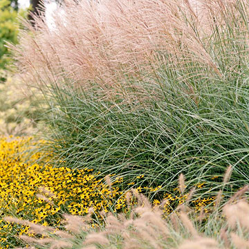 MISCANTHUS sinensis Morning Light