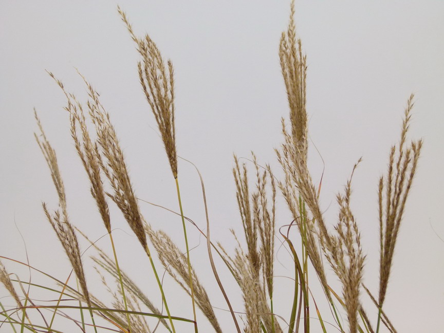 MISCANTHUS sinensis Yakushima