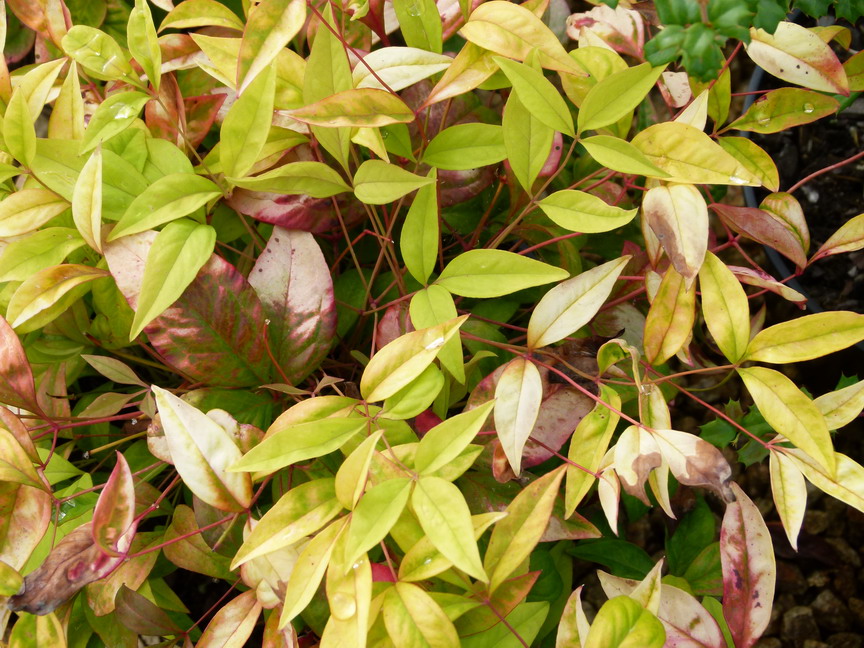 NANDINA domestica Wood's Dwarf