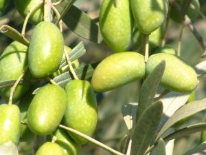 OLEA europea Picholine du Gard
