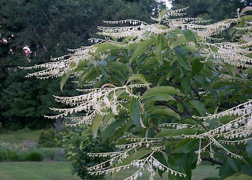 OXYDENDRON arboreum
