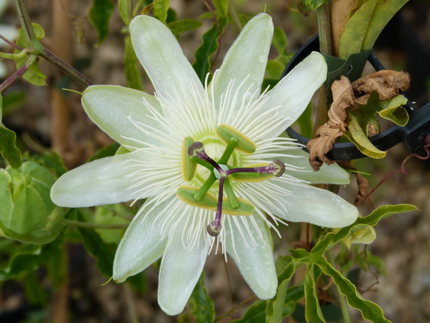 PASSIFLORA caerulea Constance Elliot