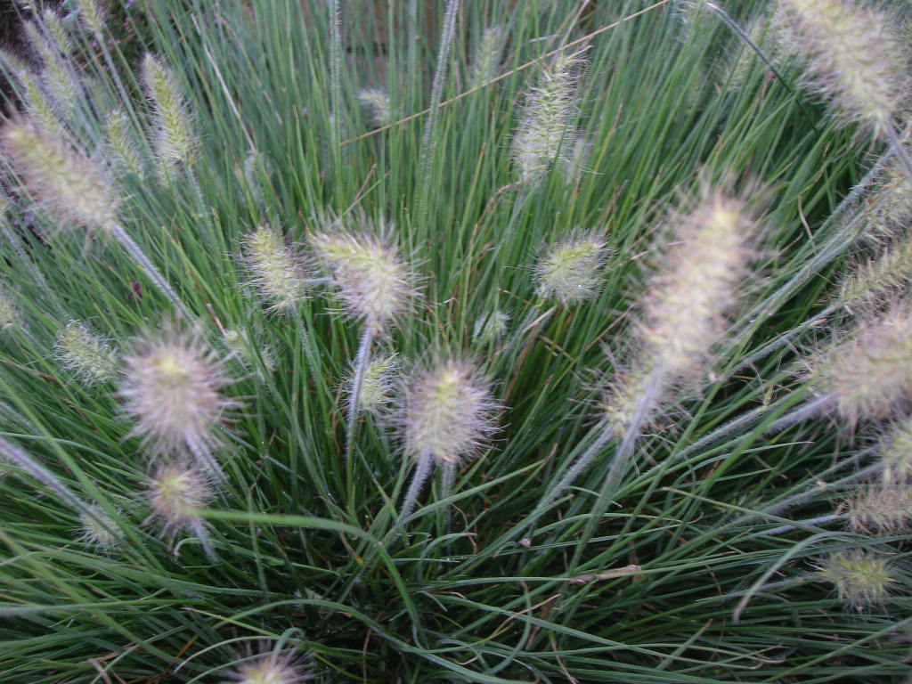 PENNISETUM alopecuroides Little Bunny
