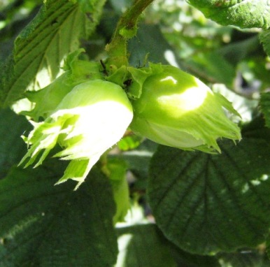 NOISETIER fruits Cosford