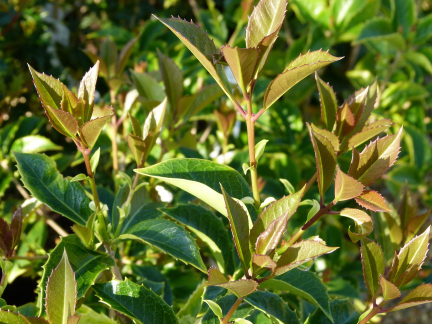 OSMANTHUS X.fortunei