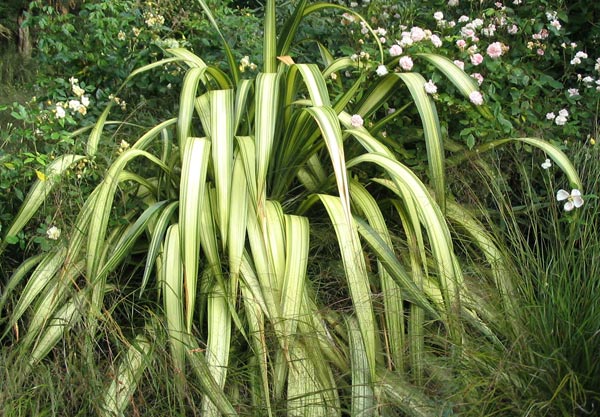PHORMIUM Cream Delight