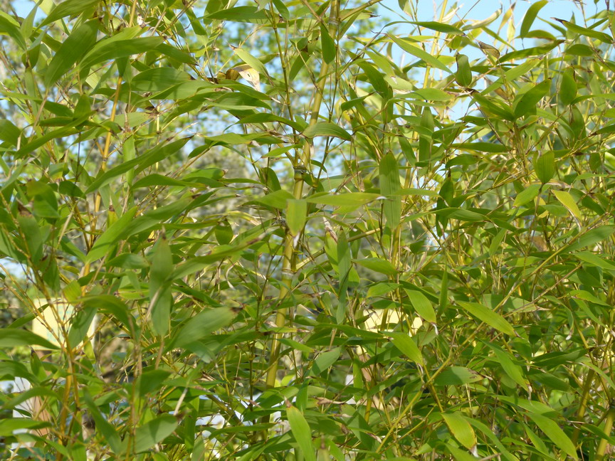 PHYLLOSTACHYS aurea