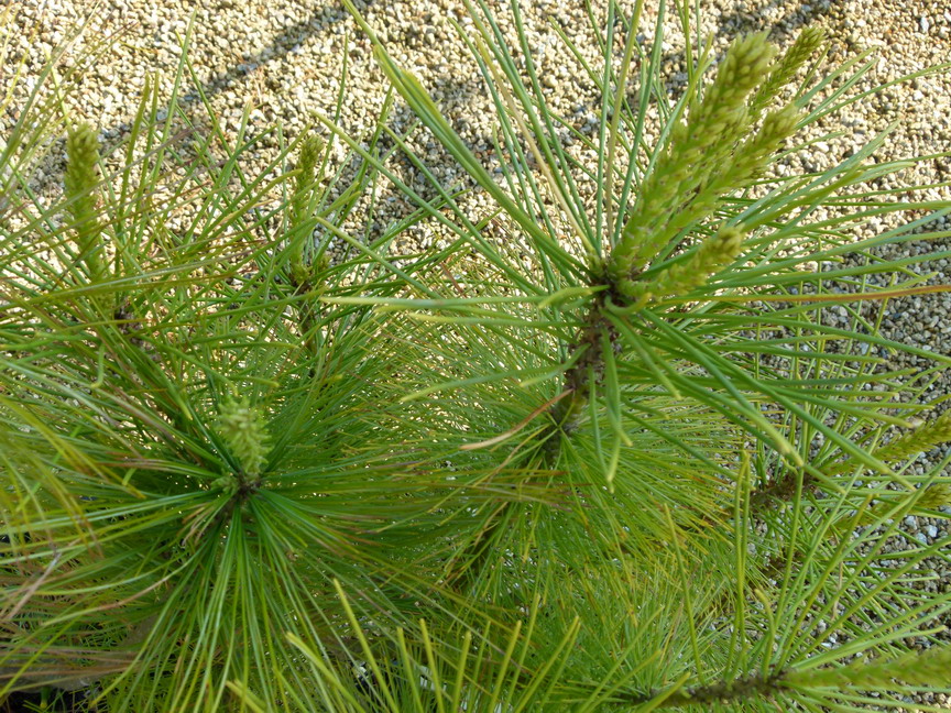 PINUS griffithii