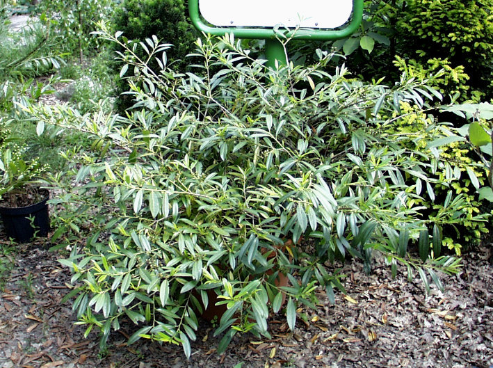 PRUNUS laurocerasus Zabeliana