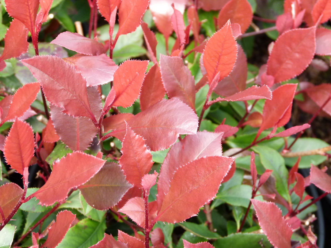 PHOTINIA x.fraseri Little Red Robin