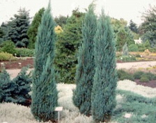 JUNIPERUS virginiana Blue Arrow