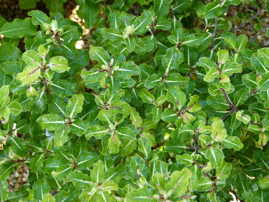 PITTOSPORUM tenuifolium Gold Star