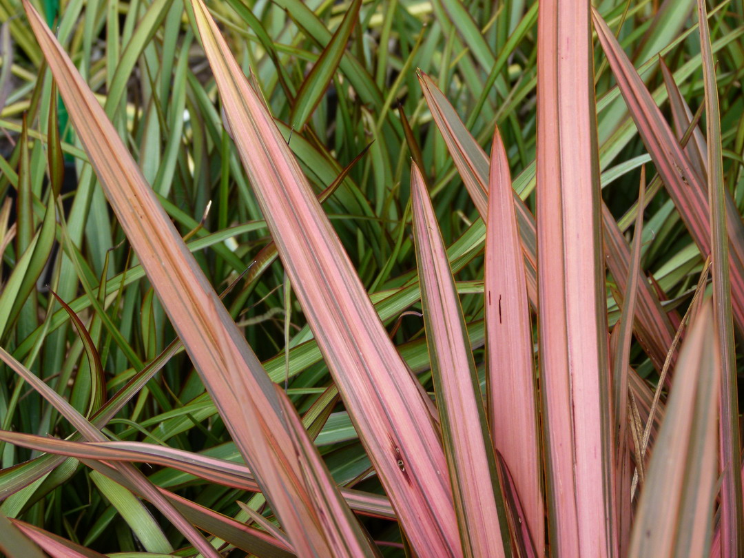 PHORMIUM cookianum Flamingo