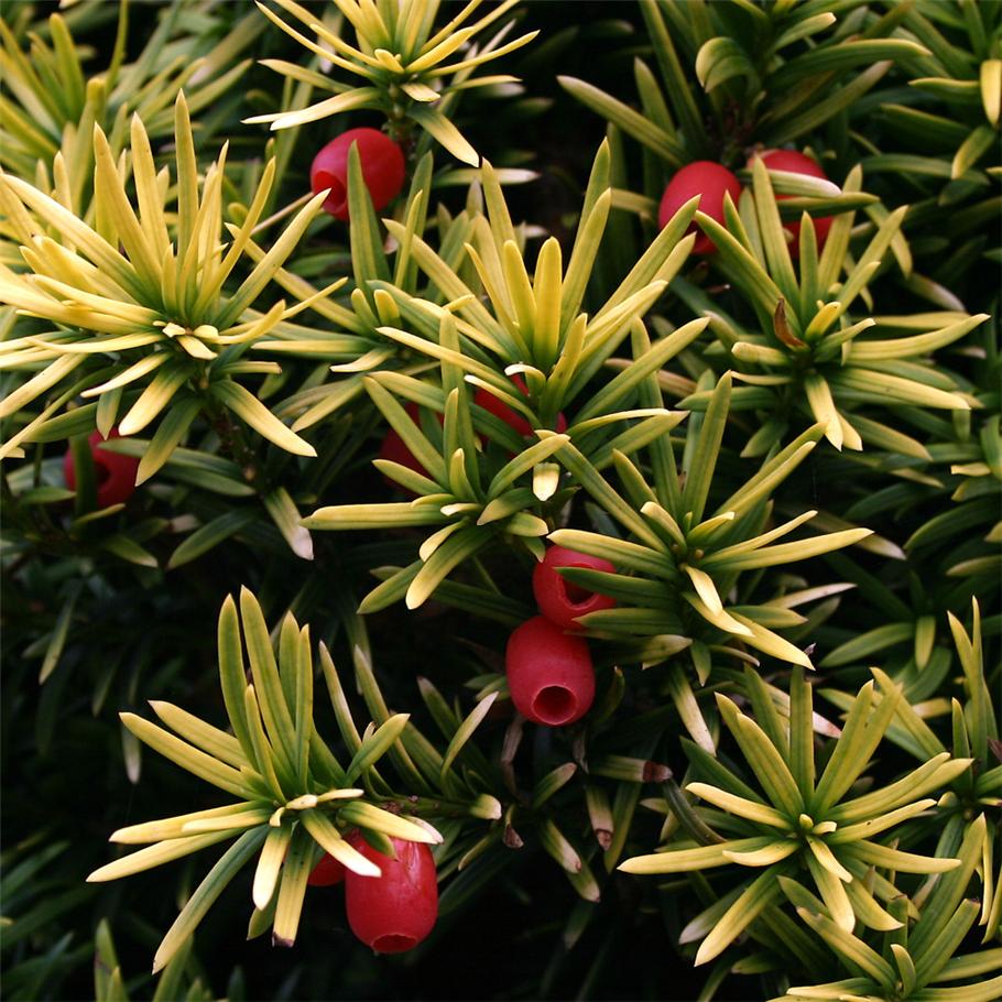 TAXUS baccata Standishii