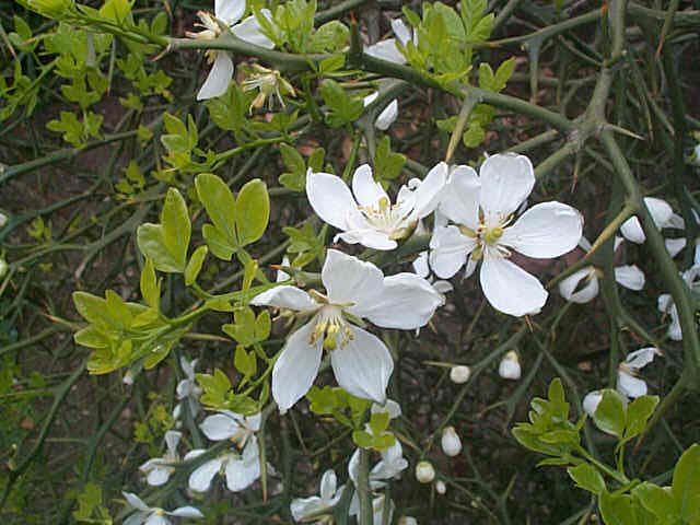 PONCIRUS trifoliata