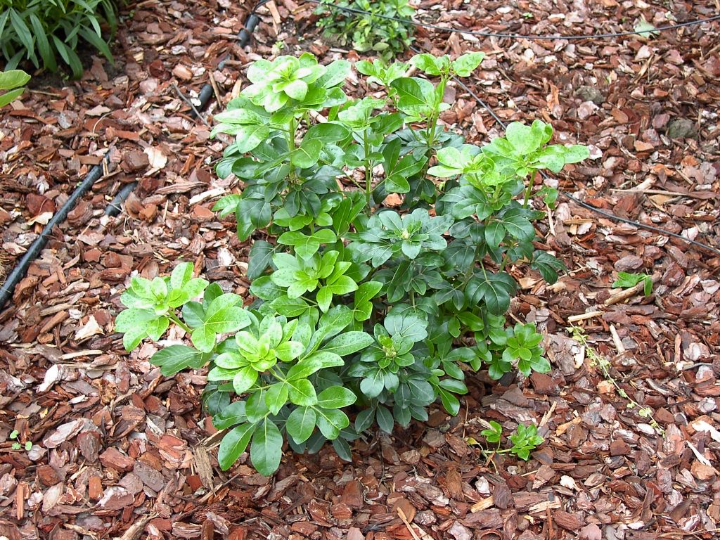 CHOISYA ternata Walberton ®
