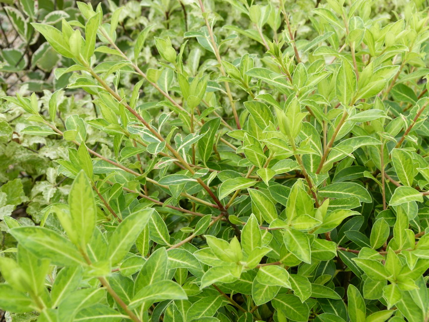 PITTOSPORUM tenuifolium Limelight