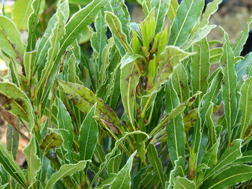 LAURUS nobilis Angustifolia