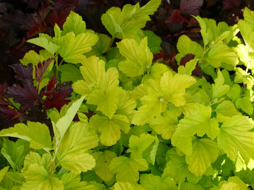 PHYSOCARPUS opulifolius Angel Gold ®