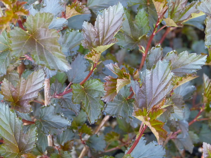 PHYSOCARPUS opulifolius Summer Wine ®