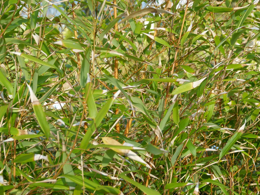 PHYLLOSTACHYS bissetti