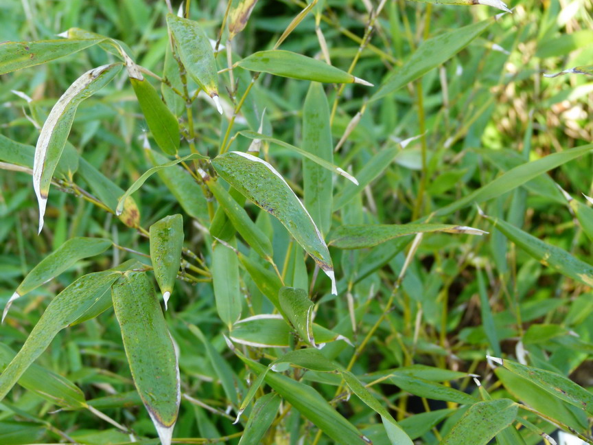 PHYLLOSTACHYS humilis
