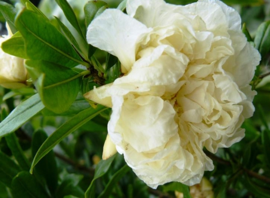 PUNICA granatum Luteum Plenum