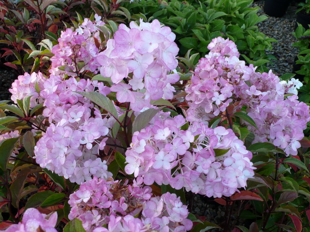 HYDRANGEA paniculata Vanille Fraise ® : floraison estivale. Nº3325