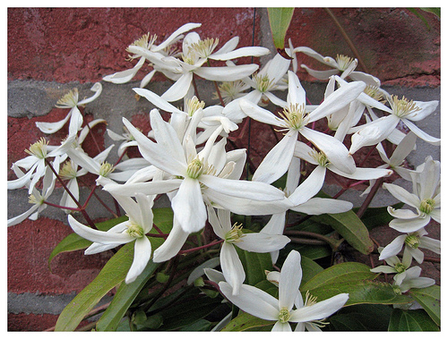 CLEMATIS armandii Snowdrift