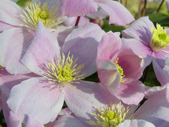 CLEMATIS montana Mayleen