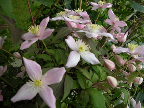 CLEMATIS montana New Dawn