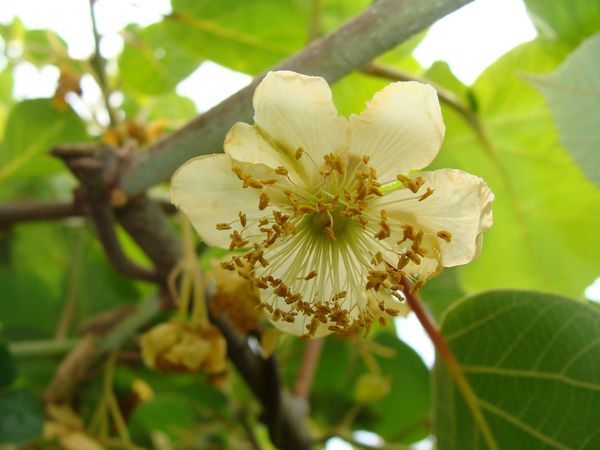 ACTINIDIA chinensis mâle