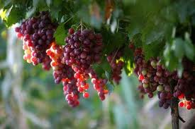 VIGNE Cardinal