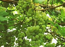 VIGNE ampelia Perdin