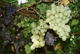 VIGNE Perle de Csaba
