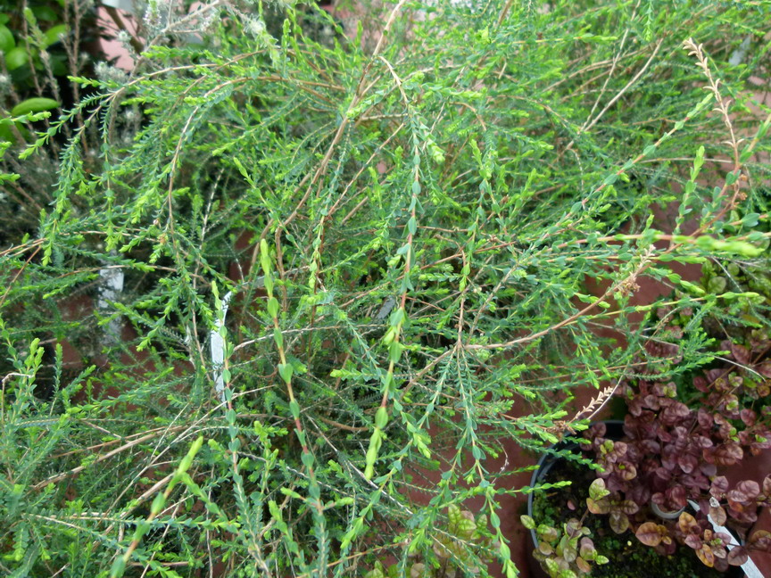 MELALEUCA gibbosa