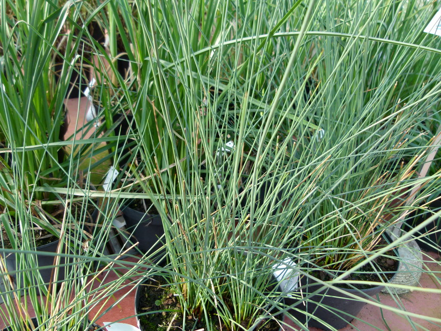 JUNCUS inflexus