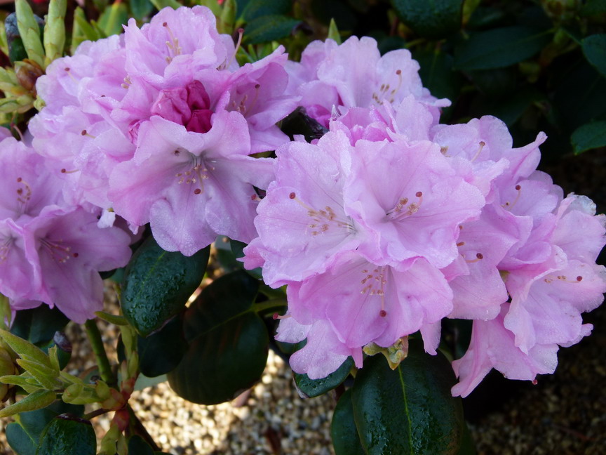 RHODODENDRON moyen Vater Bohlje