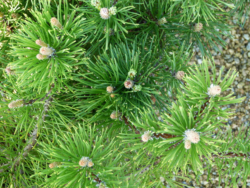 PINUS mugo var.mughus