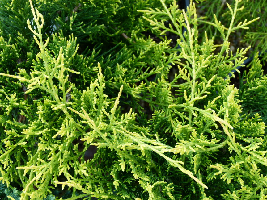 JUNIPERUS x.media Old Gold