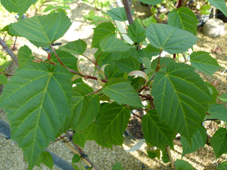 photo ACER davidii Sélection