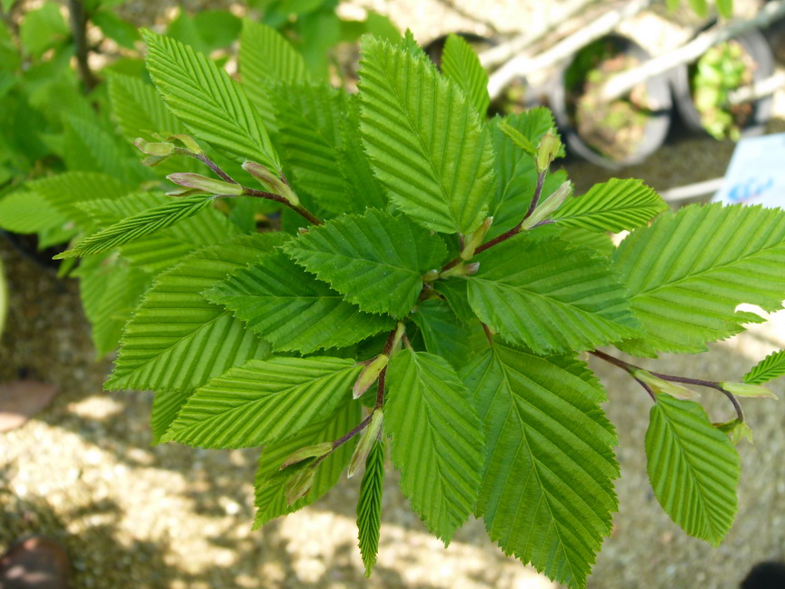 CARPINUS betulus Fastigiata