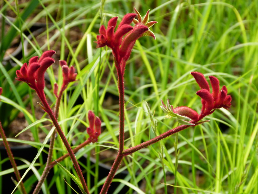 ANIGOZANTHOS Ruby Velvet Patte de kangourou, pied de kangourou Pépinière en ligne de Kerzarc