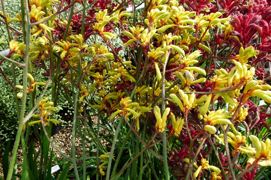 ANIGOZANTHOS Gold Velvet Patte de kangourou, pied de kangourou Pépinière en ligne de Kerzarc