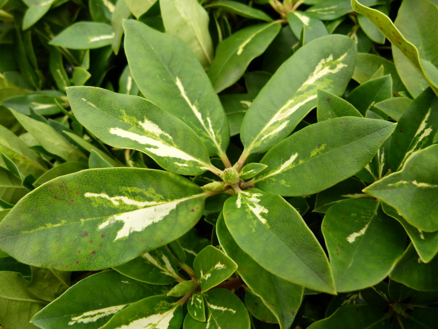 RHODODENDRON hybride Goldflimmer