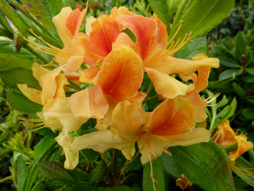 AZALEA caduque Golden Flare : floraison de mai. Nº3376