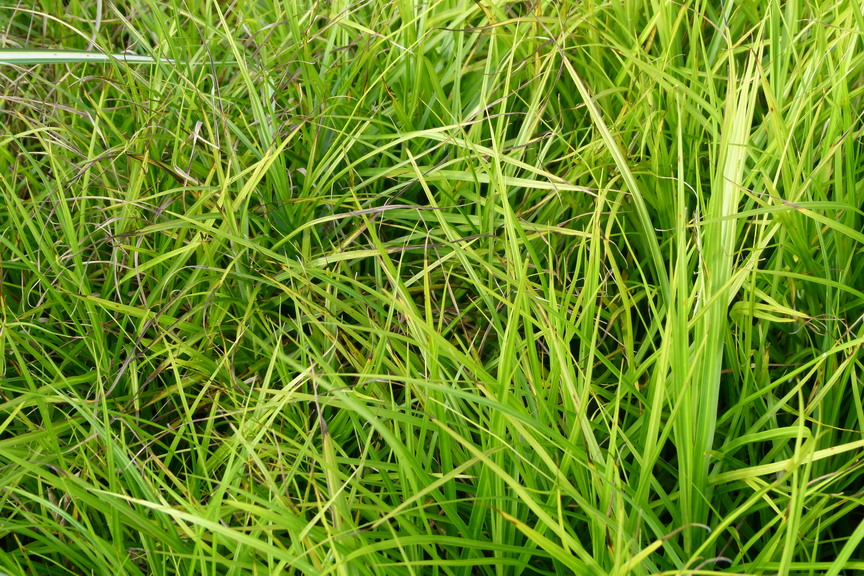 CAREX muskigumensis