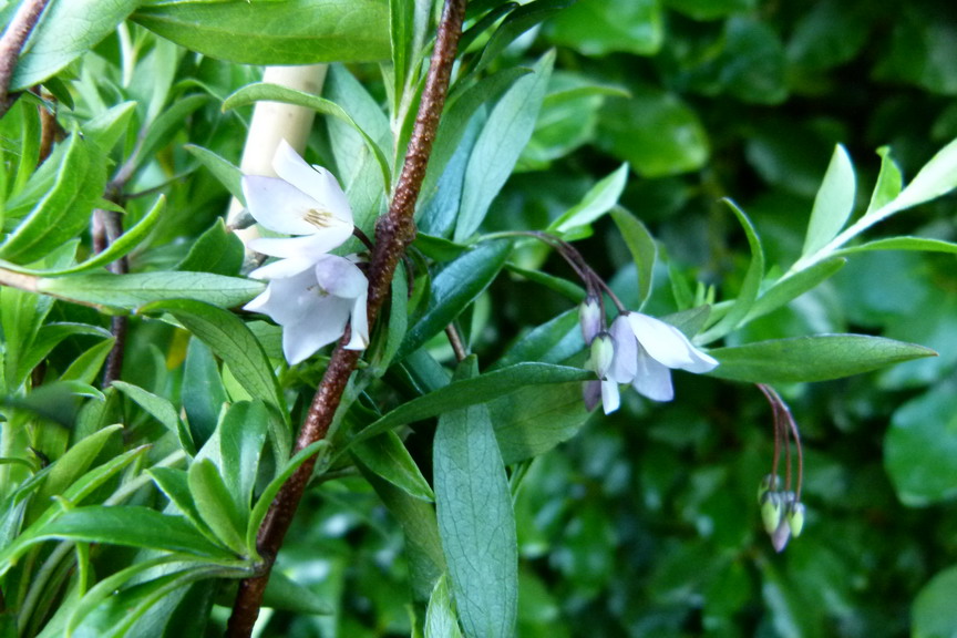 SOLLYA heterophylla Pink
