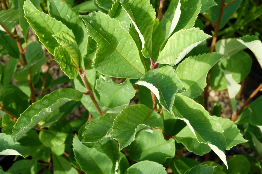EXOCHORDA serratifolia Snow White